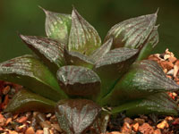 Haworthia cv Black Major